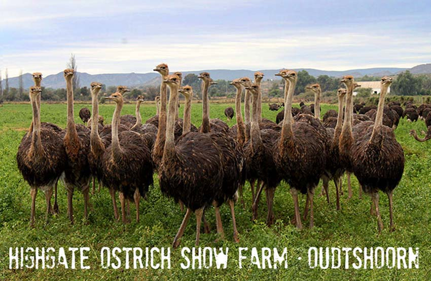 Oudtshoorn Magnet 9