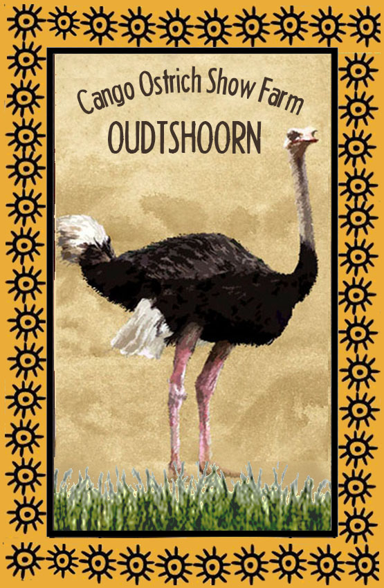 Cango Ostrich Show Farm Magnet 5