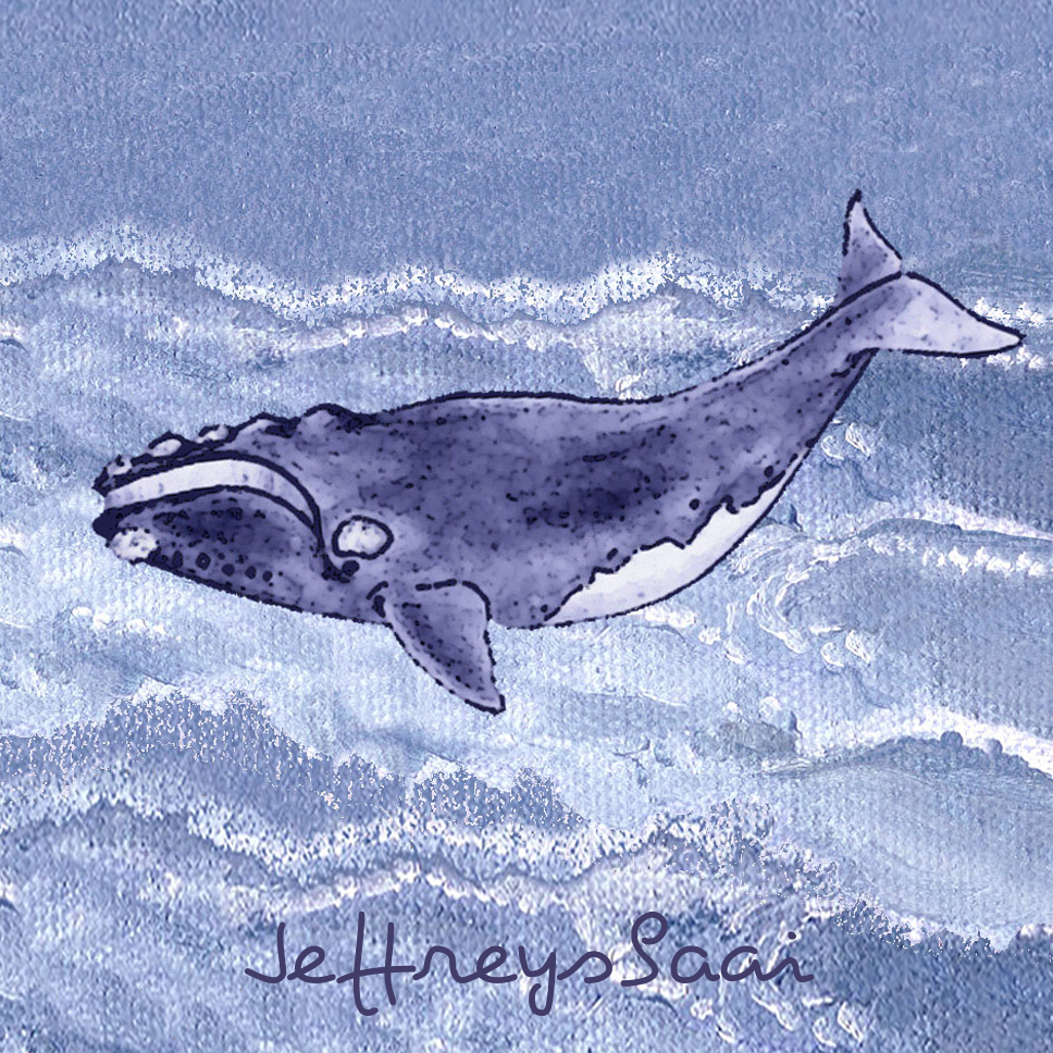 Jeffreysbaai Coaster 37