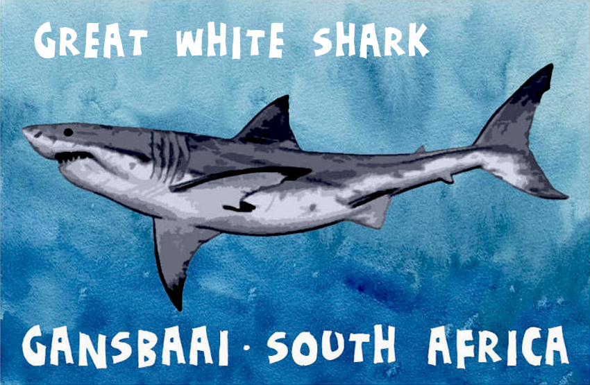 Great White House Magnet 33