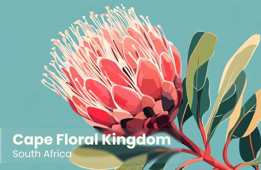 Cape Floral Kingdom Magnet 1