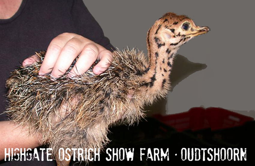 Highgate Ostrich Show Farm Magnet 2