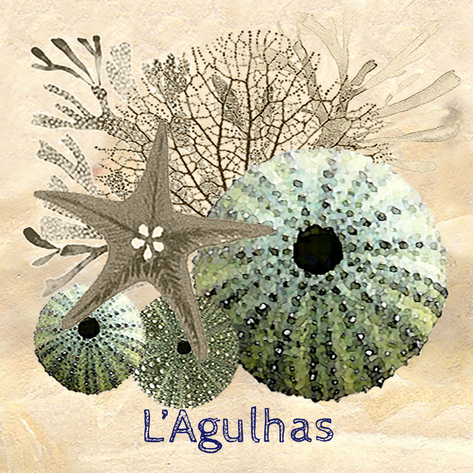 Lagulhas Coaster 8