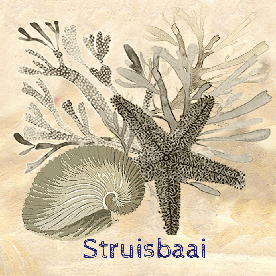 Struisbaai Coaster 17
