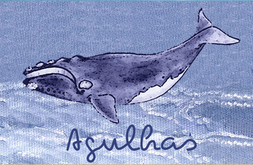 Lagulhas Magnet 82