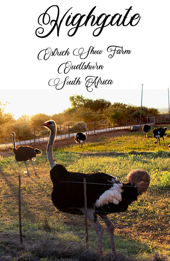 Highgate Ostrich Show Farm Magnet 17