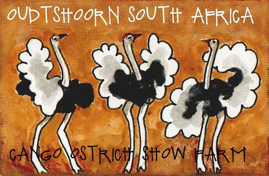 Cango Ostrich Show Farm Magnet 4