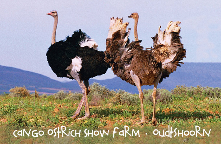 Cango Ostrich Show Farm Magnet 6