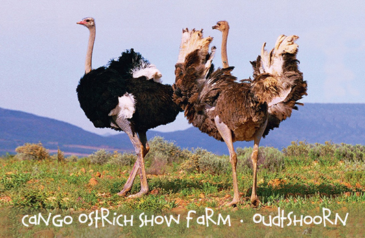 Cango Ostrich Show Farm Magnet 6