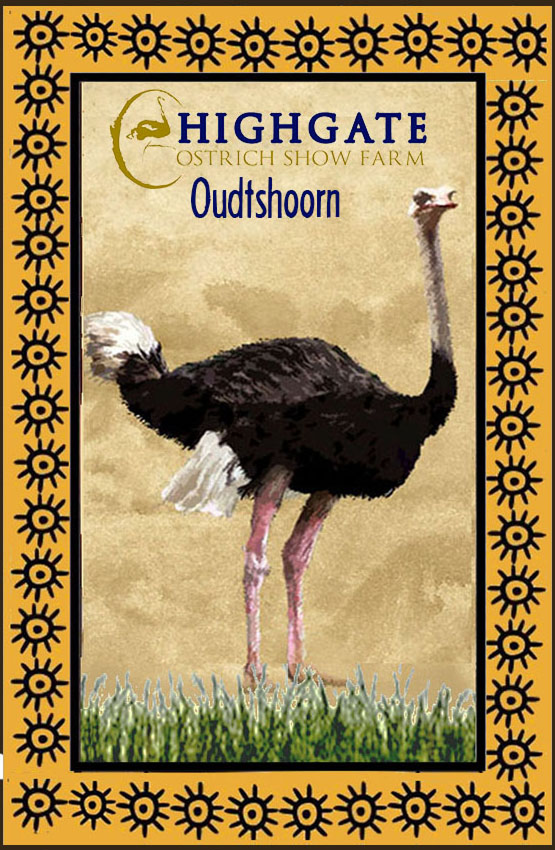 Highgate Ostrich Show Farm Magnet 23
