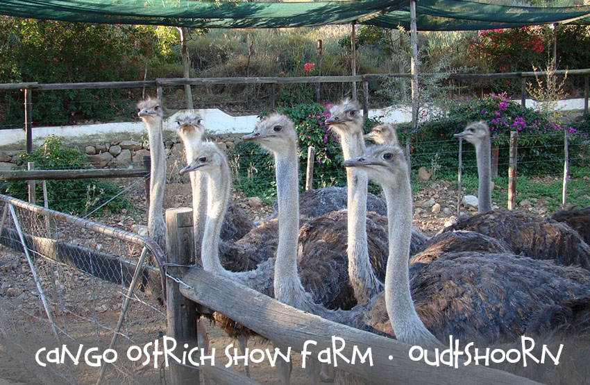 Cango Ostrich Show Farm Magnet 8