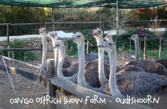 Cango Ostrich Show Farm Magnet 8