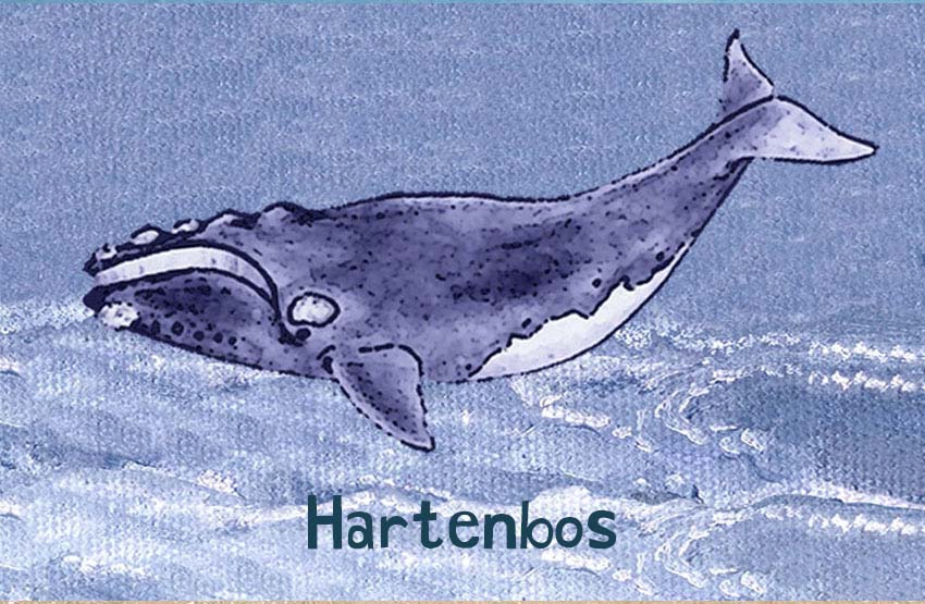 Hartenbos Magnet 36
