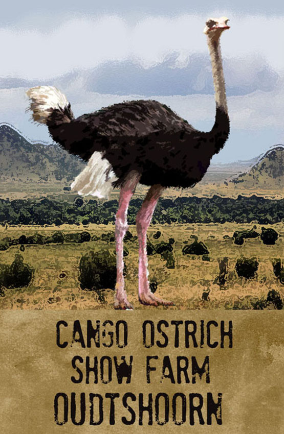 Cango Ostrich Show Farm Magnet 9