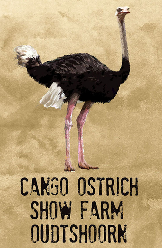 Cango Ostrich Show Farm Magnet 10
