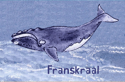 Franskraal Magnet 2