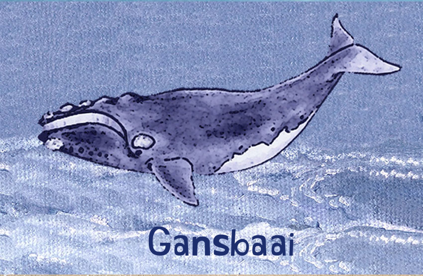 Gansbaai Magnet 3