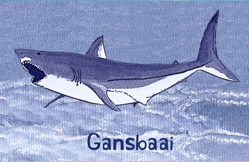 Gansbaai Magnet 7