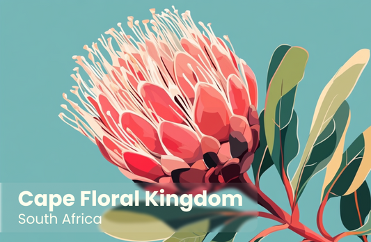 Cape Floral Kingdom Magnet 1