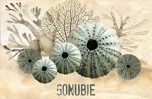 Gonubie Magnet 34