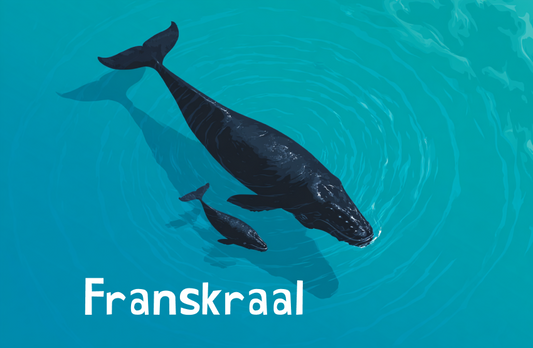 Franskraal Magnet 40