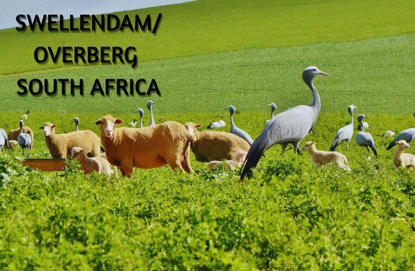 Swellendam Magnet 5