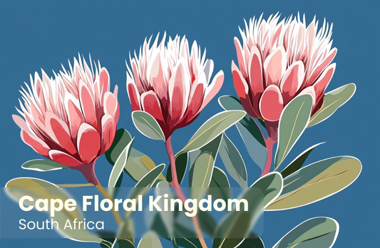 Cape Floral Kingdom Magnet 6