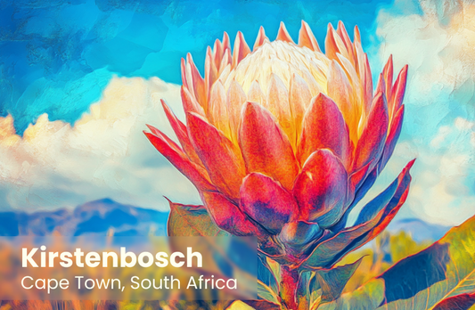 Kirstenbosch Magnet 1