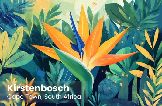 Kirstenbosch Magnet 22