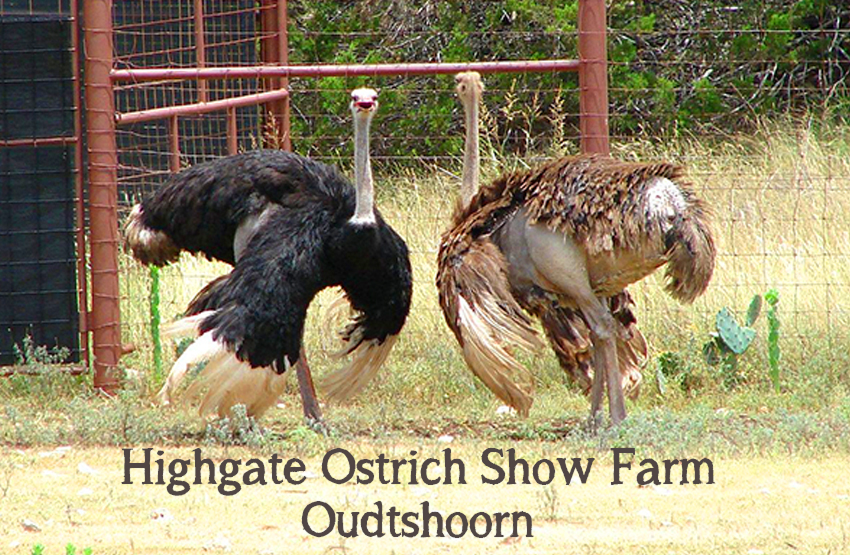 Highgate Ostrich Show Farm Magnet 1