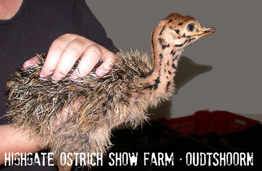 Highgate Ostrich Show Farm Magnet 2