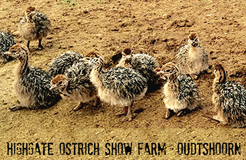 Highgate Ostrich Show Farm Magnet 3