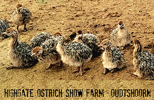 Highgate Ostrich Show Farm Magnet 3