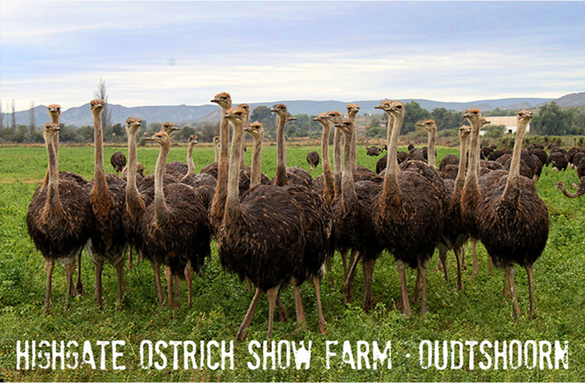 Highgate Ostrich Show Farm Magnet 5