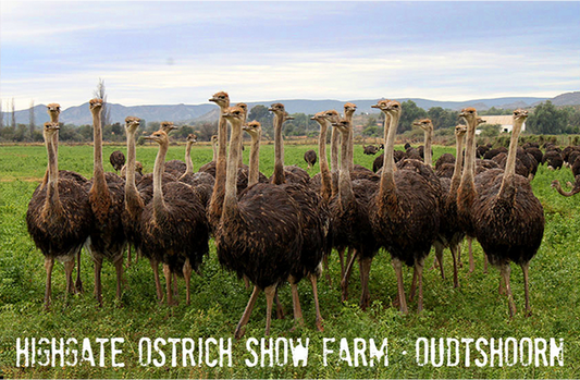 Highgate Ostrich Show Farm Magnet 5