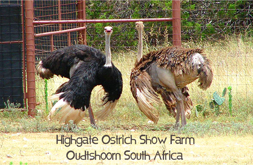Highgate Ostrich Show Farm Magnet 8
