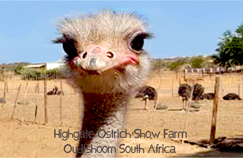 Highgate Ostrich Show Farm Magnet 9