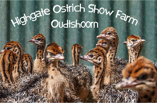 Highgate Ostrich Show Farm Magnet 10