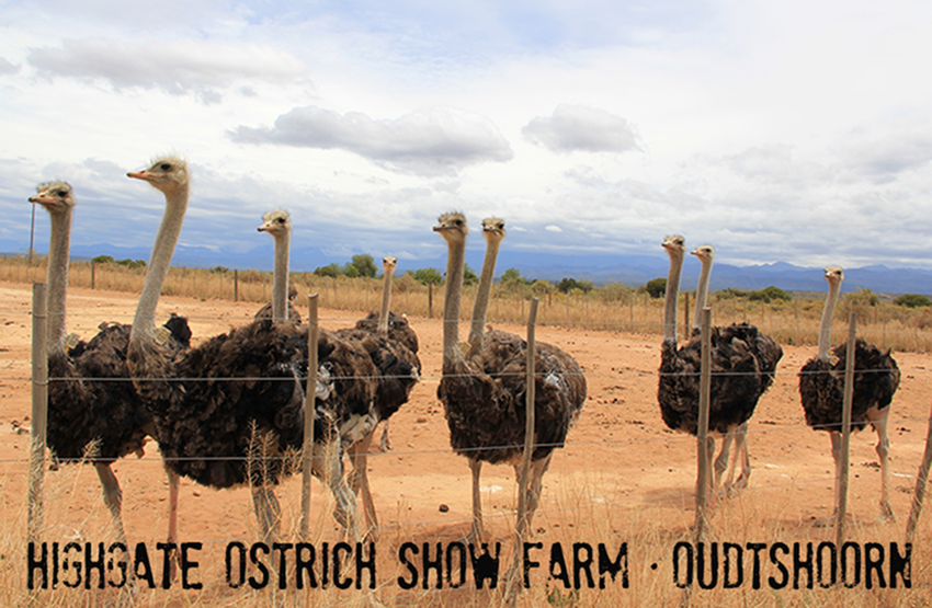 Highgate Ostrich Show Farm Magnet 11