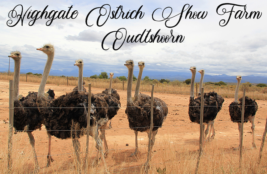Highgate Ostrich Show Farm Magnet 12