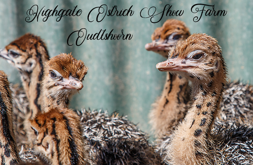 Highgate Ostrich Show Farm Magnet 13