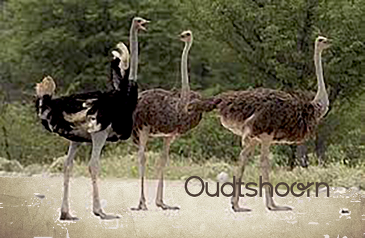 Oudtshoorn Magnet 33