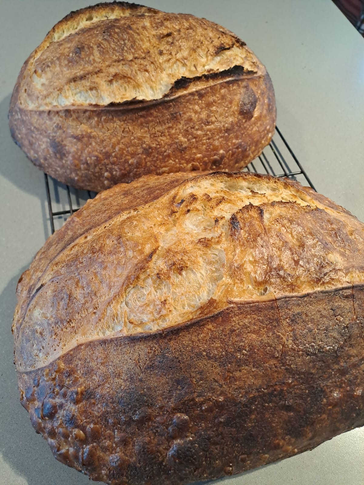 Brood