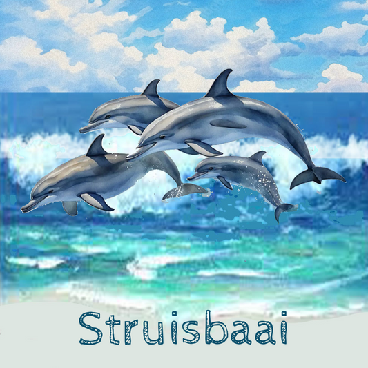 Struisbaai Coaster 4