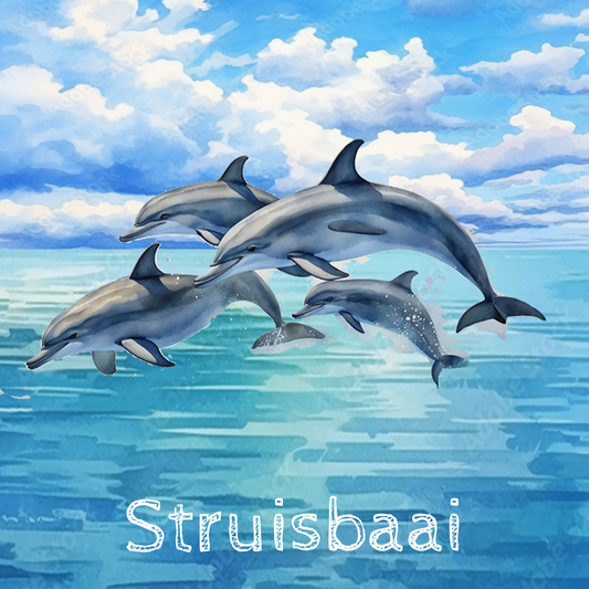 Struisbaai Coaster 5