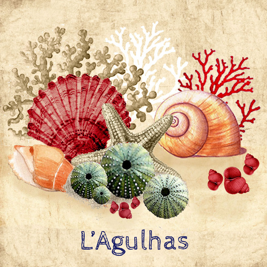 Lagulhas Coaster 4