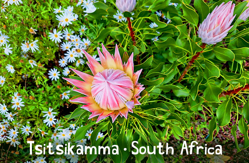 Brunos Storms River Magnet 4