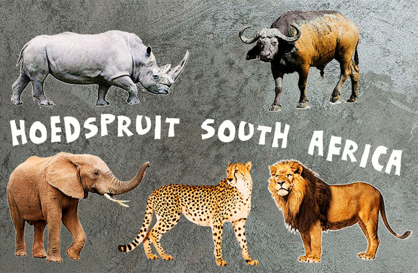 Product showcase image from staged upload