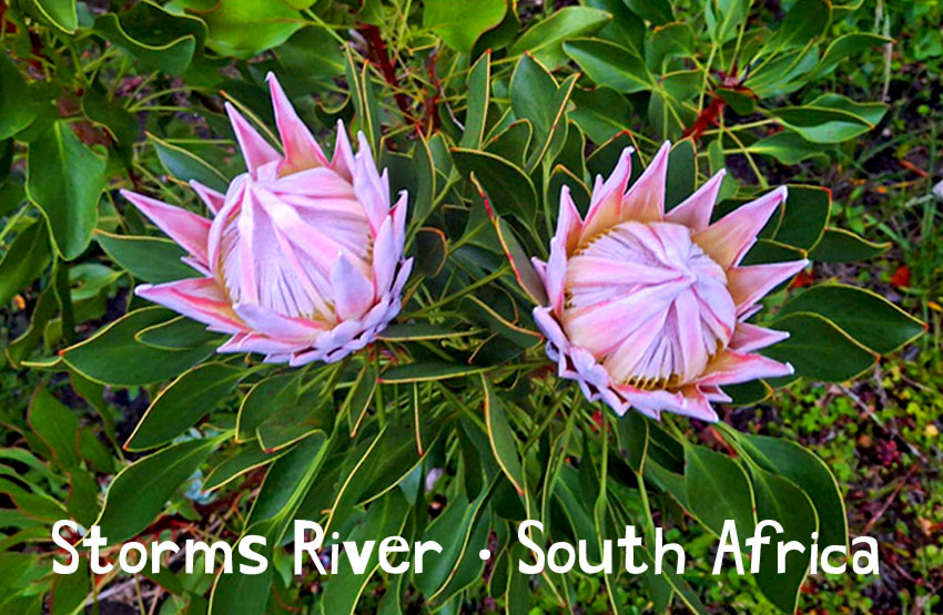 Brunos Storms River Magnet 13
