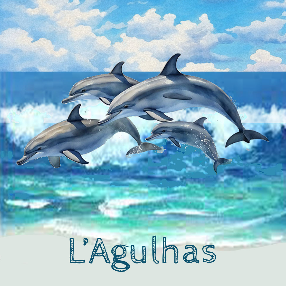 Lagulhas Coaster 28